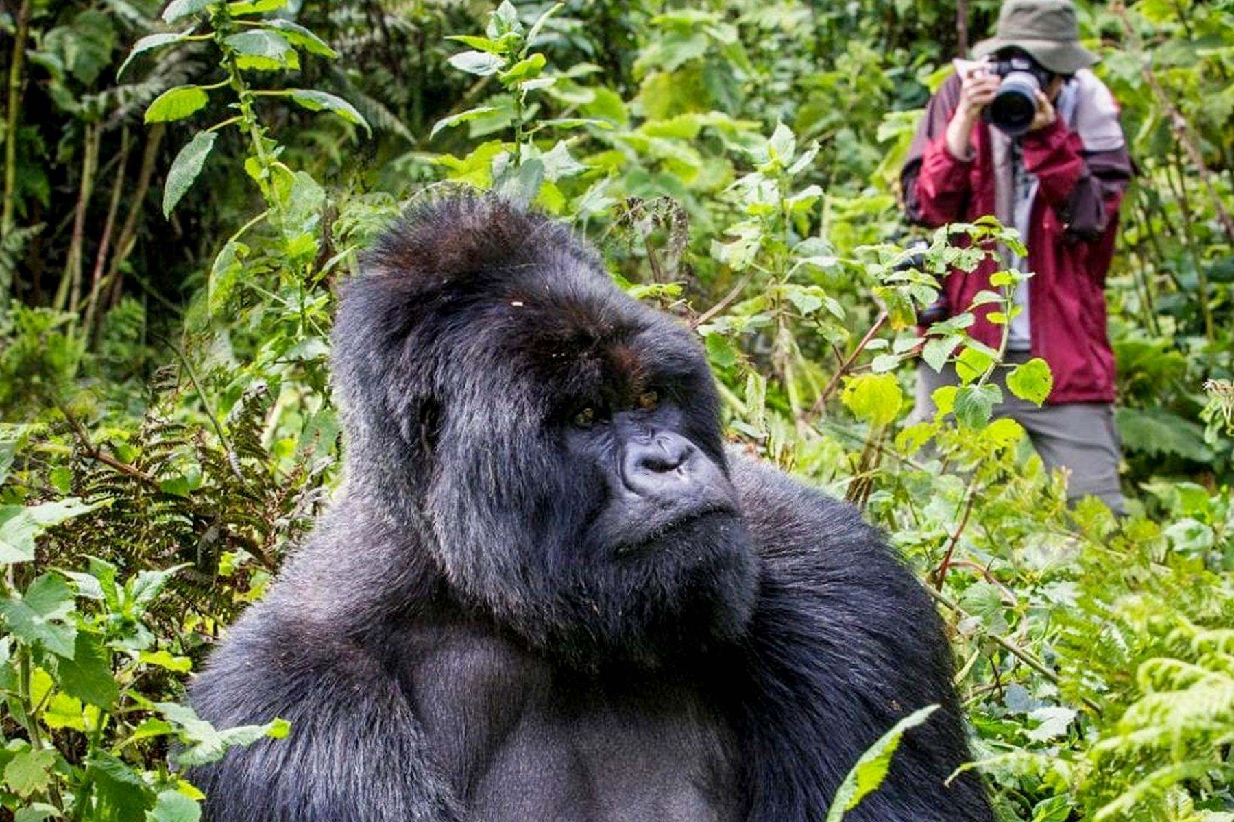 Gorilla Trekking In Uganda 1