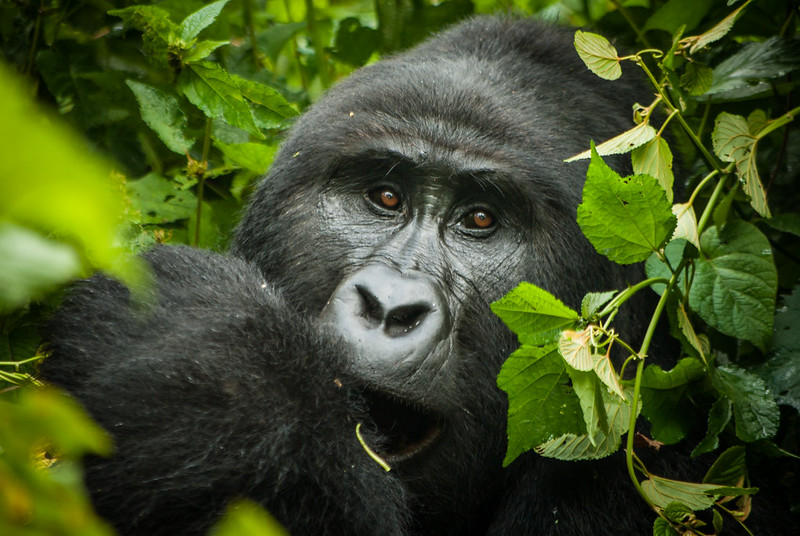 Bwindi Gorilla Trek 1