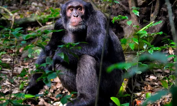 3-Days-Kibale-Chimpanzee-Trekking-Safari 3 Days Kibale Chimpanzee Trekking Safari
