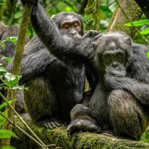 Common Chimpanzee 0231 Edited