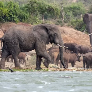 Queen Elizabeth Safari Wild 