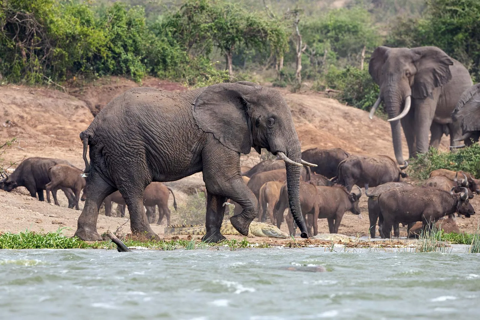 Queen Elizabeth Safari Wild 